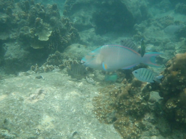 Snorkelling in Aow Leuk Bay