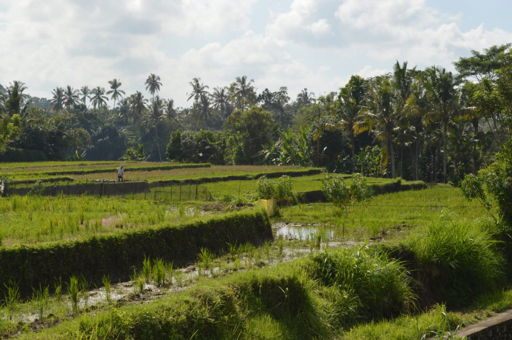 View of the padi rice fields on the campuhan ridge walk