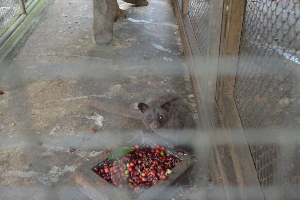 Luwak with his coffee cherries!