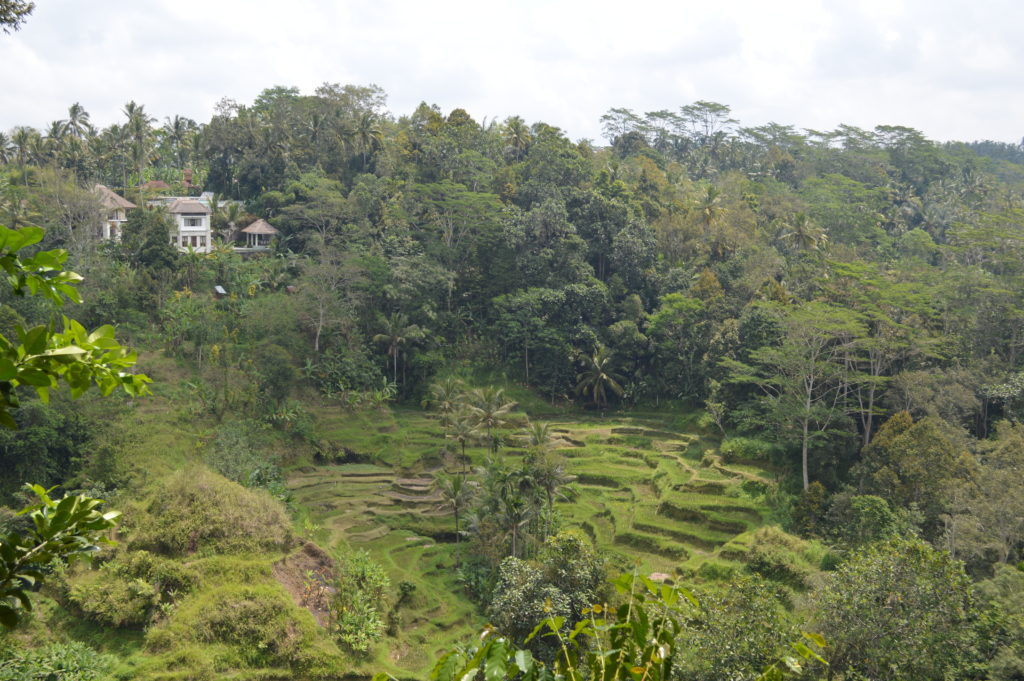 View of the rice fields at the coffee plantation