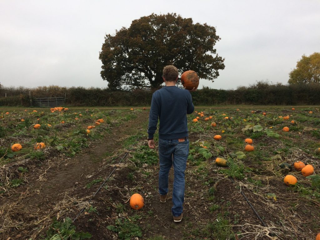 Pumpkin farm